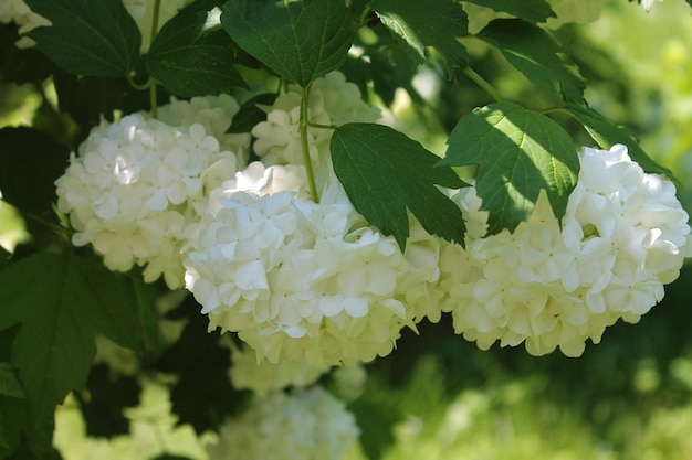 A bunch of white rhodendron flowers shines in the sun