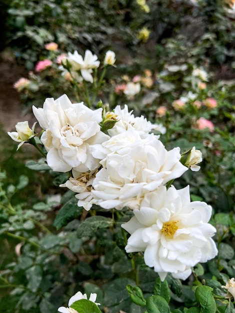 A bunch of white roses are in a garden.