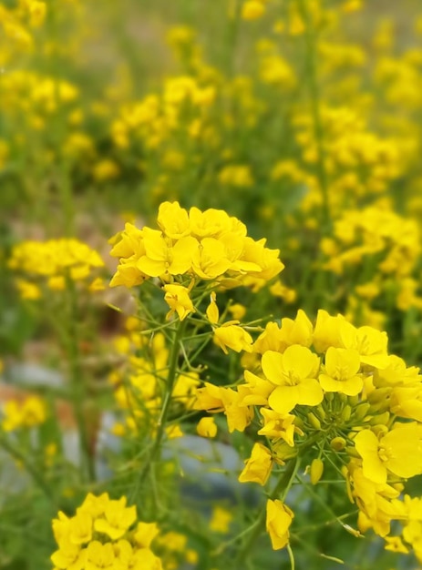 a bunch of yellow dandelions are growing in the grass