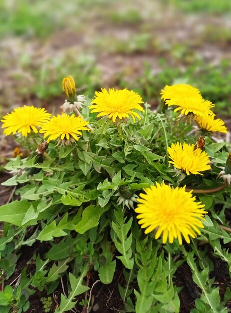 a bunch of yellow dandelions are growing in the grass