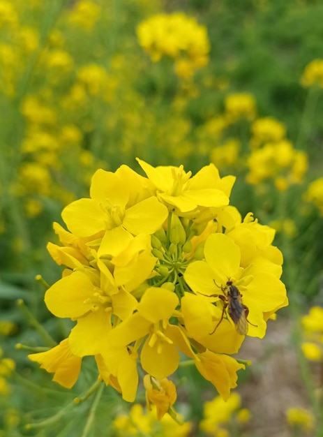 a bunch of yellow dandelions are growing in the grass