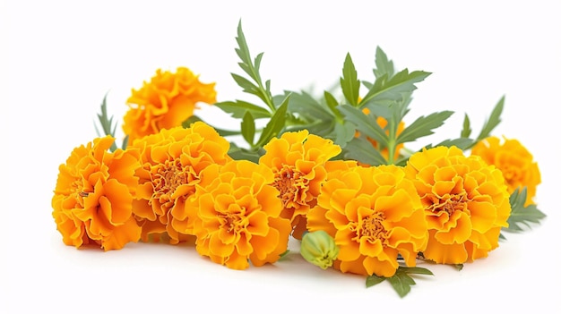 a bunch of yellow flowers with green leaves and green leaves