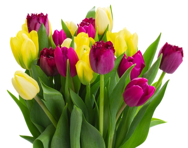 Bunch of yellow and purple tulip flowers  isolated on white wall