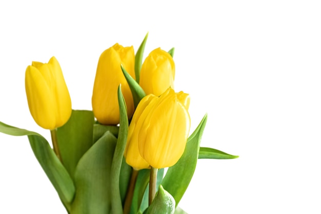 Bunch of yellow tulips on white background