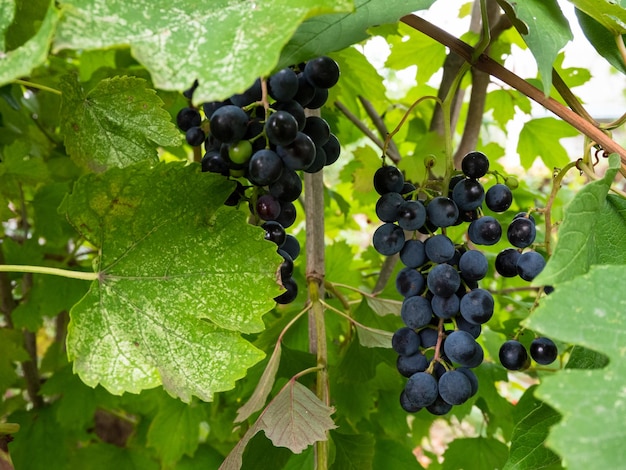 bunches of black grapes on a branch