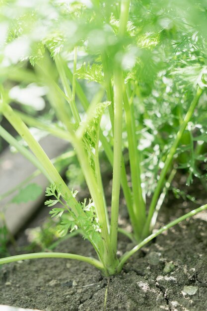 Bunches of carrots growing in the garden