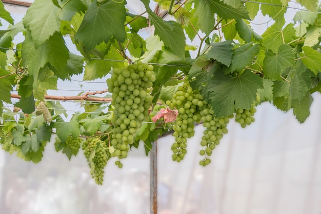 Bunches of Fresh Grapes 