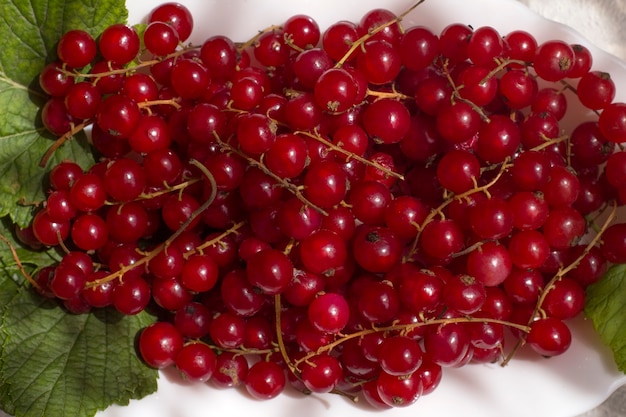 Bunches of fresh harvested red currant berries on its green leaves.