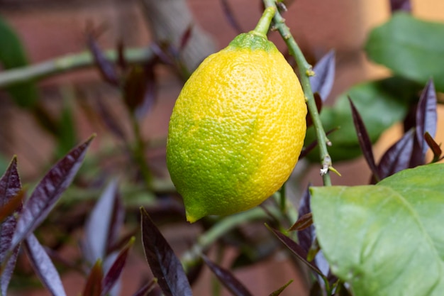 Bunches of fresh yellow ripe lemons on lemon tree branches garden