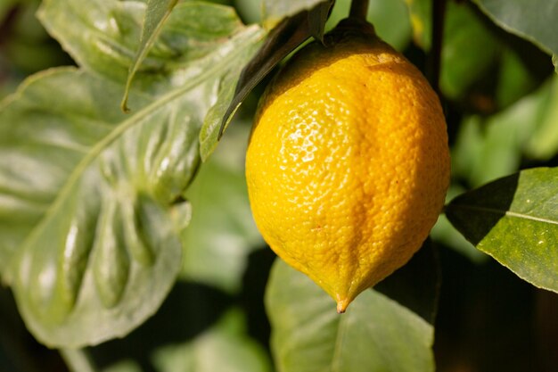 Photo bunches of fresh yellow ripe lemons on lemon tree branches in garden