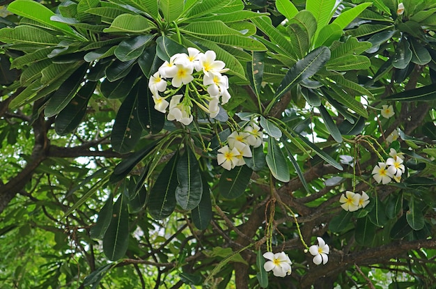 Bunches of Gorgeous Plumeria Obtusa Blooming on the Tree