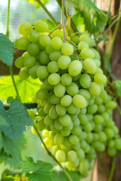 bunches of grapes in the greenhouse