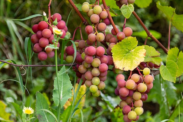 The bunches of grapes ripen in the vineyard