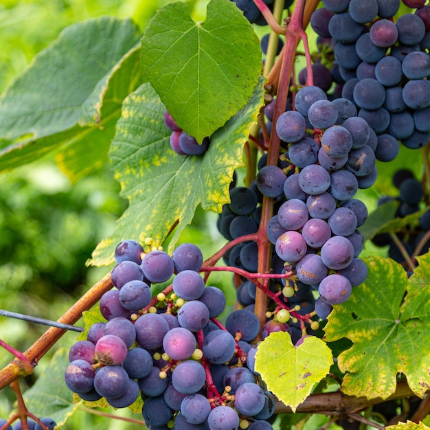 Bunches of grapes in a vineyard