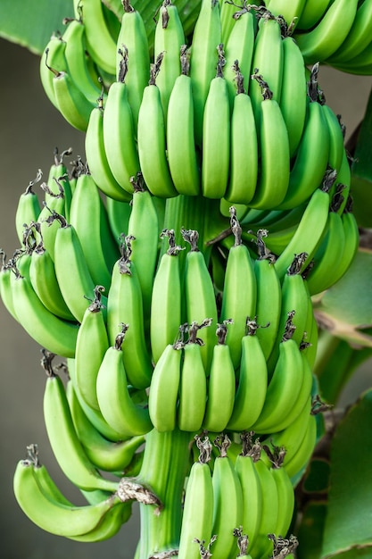 Bunches of green bananas growing with leaves.