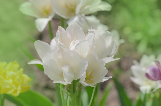 Bunches of many white tulip sit adrift each green stem Multi headed varieties tulip Weisse Berliner