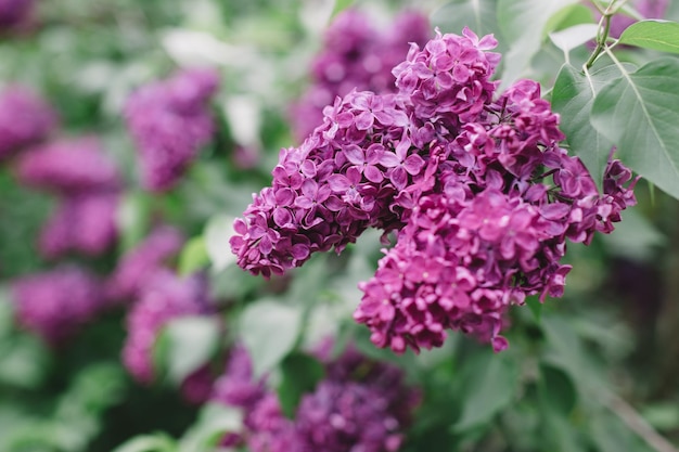 Bunches of purple flowering lilac Close up macro photo Selective focus on opened blooming flower