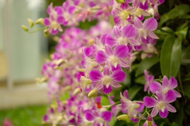 Photo bunches of purple petals dendrobium hybrid orchid blossom on dark green leaves blurry background