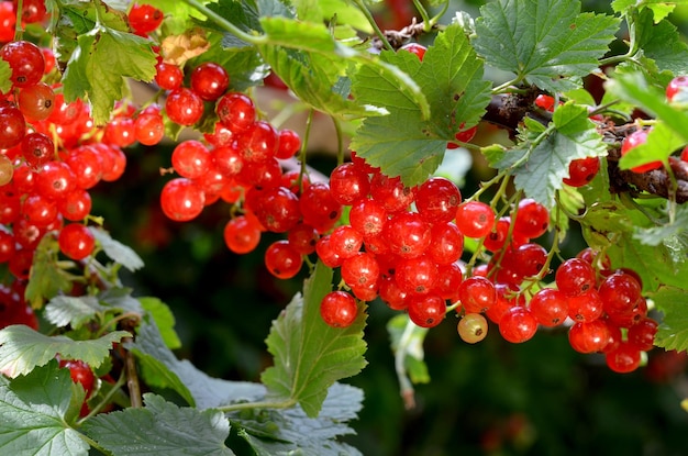 bunches of red currants bright berries on bush branches in the garden closeup