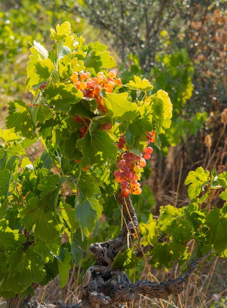 Bunches of red grapes ripen under the gentle summer sun on Greek island in Greece