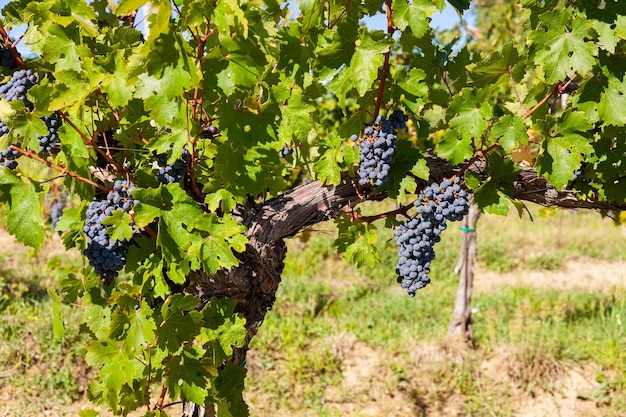 Bunches of red grapes on the vineyard pick harvest seasonal fruits