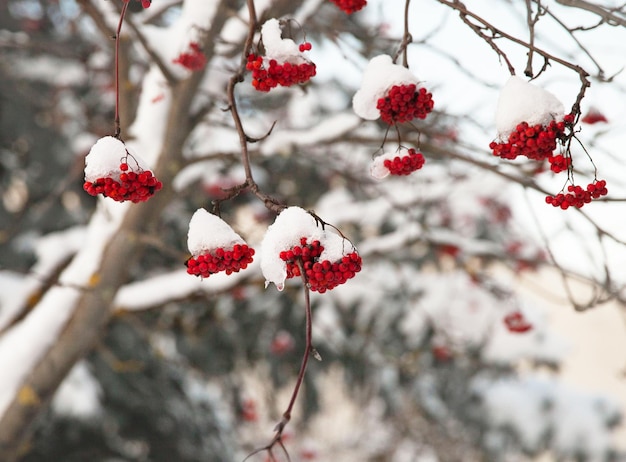 Bunches of red mountain ash on the branches, covered with snow caps. Snow-covered mountain ash.