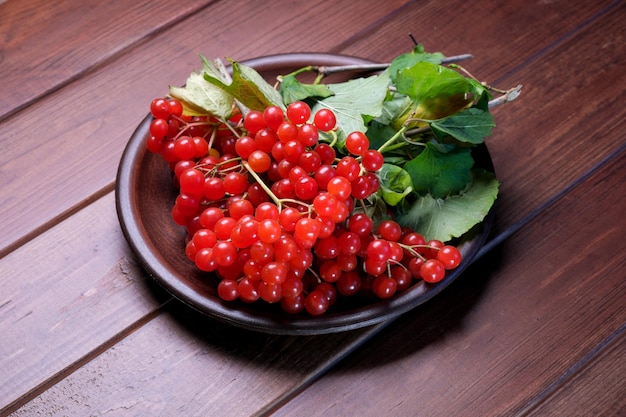 Bunches of red viburnum