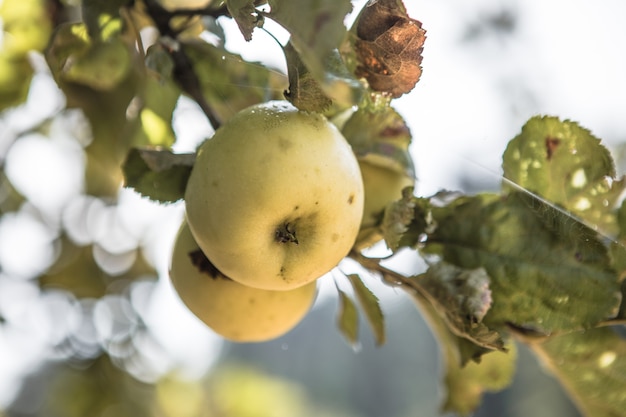 Bunches of  ripe apples on a branch of an apple tree, brightly lit by the sun. Harvest concept