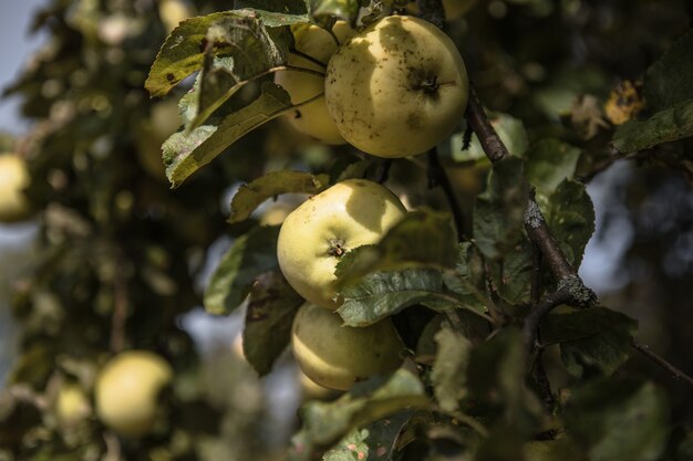 Bunches of  ripe apples on a branch of an apple tree, brightly lit by the sun. Harvest concept