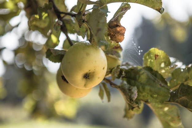 Bunches of  ripe apples on a branch of an apple tree, brightly lit by the sun. Harvest concept