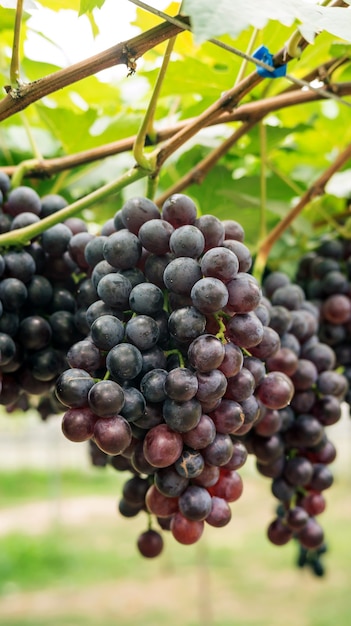 Bunches of ripe grapes in a vineyard.