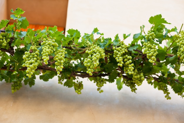 Bunches of ripe grapes over the wall a farmhouse in France