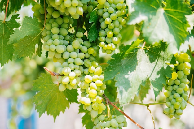 Bunches of ripe grapes for wine production in vineyards Large brushes of white grapes are hanging in the garden Bright sunny day Natural background