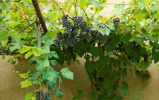 Bunches of ripening grapes on the vine in front of the country houses in Georgia