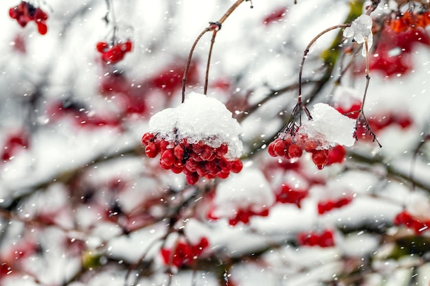 Bunches of viburnum covered with snow during a snowfall