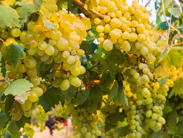 Bunches of white grapes ripen under the gentle summer sun in Greece