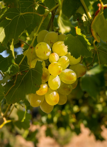 Bunches of white grapes ripen under the gentle summer sun on the Greek island in Greece