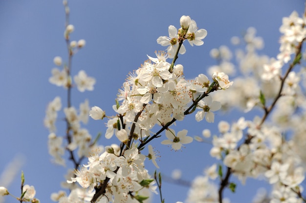 Bunches with white flowers against the blue sky