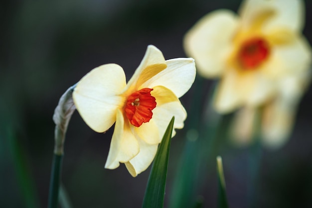 Photo bunchflower daffodil narcissus tazetta flowers in spring garden