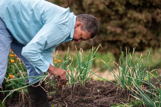 bunching onion harvest process man Pulling Fresh bunching onion out the ground