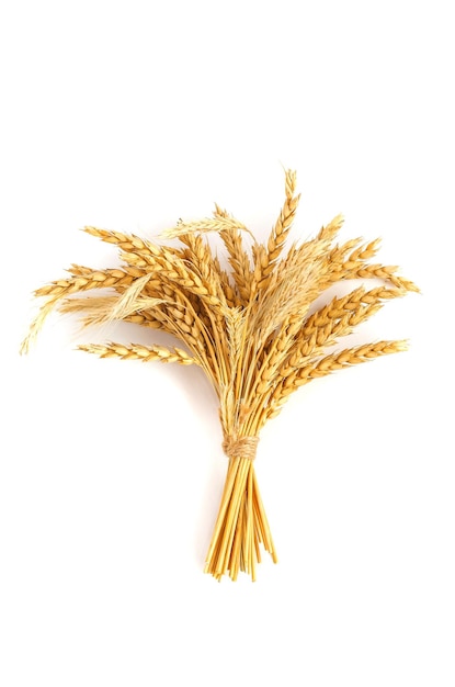 Bundle of golden spikelets of wheat isolated on white background