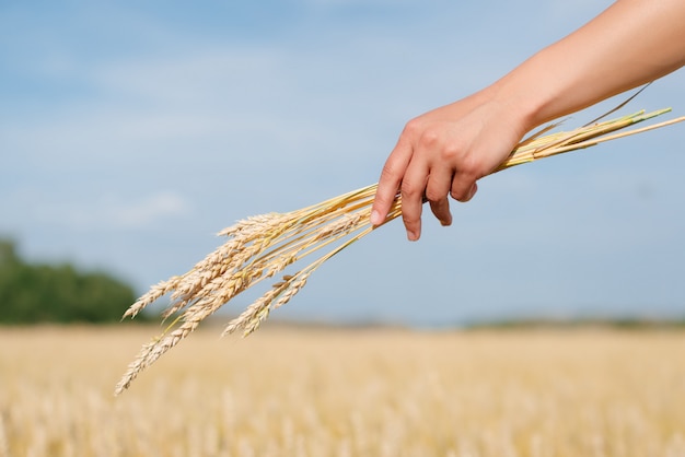 Bundle of golden wheat in women 's hand amid sky and wheat field