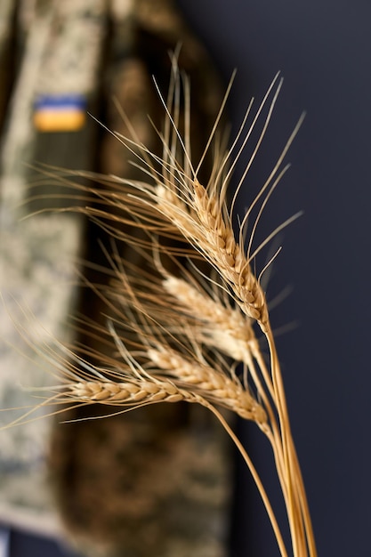 Bundle of wheat spikes with Ukrainian flag ribbon on military uniform as background Concept of food supply crisis and global food scarcity because of war in Ukraine