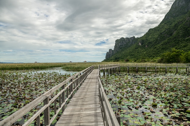 Bung Bua Wooden Bridge, The nature trail in lotus lake with limestone mountain scenery at Khao Sam Roi Yod national park, Prachuap Khiri Khan ProvinceThailand.