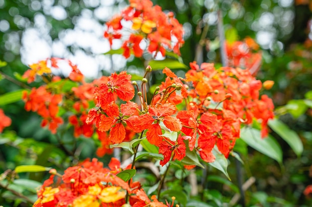 Bunga Phanera Kokiana or Bauhinia kockiana, a genus of flowering plants in the legume family