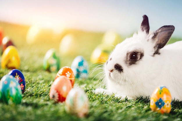 Bunny and colorful eggs on green meadow.