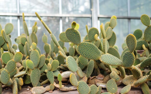 Photo bunny ear cactus or opuntia microdasys in botanic garden