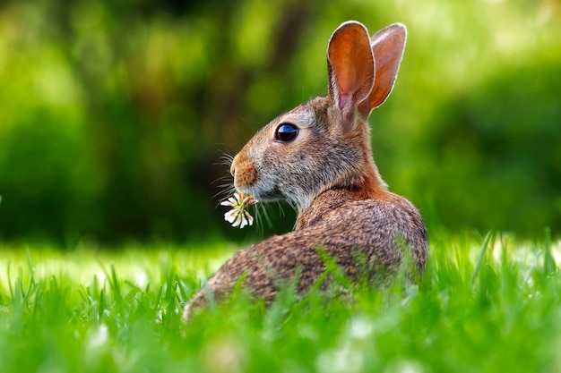 Bunny Nature