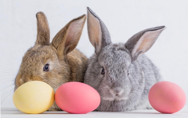 Bunnyes with easter eggs on white background