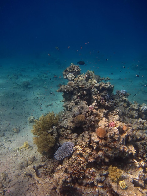 Buntes korallenriff im roten meer hochformat